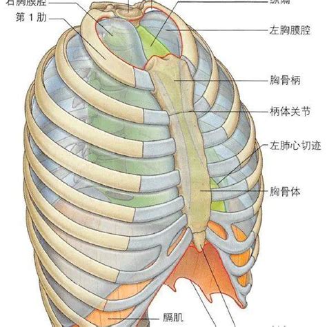 胸部位置|超清图：胸部解剖详细篇！